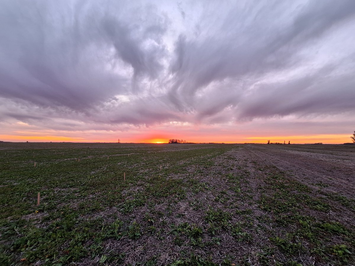 Viernes de recorrida y marcado de ensayos