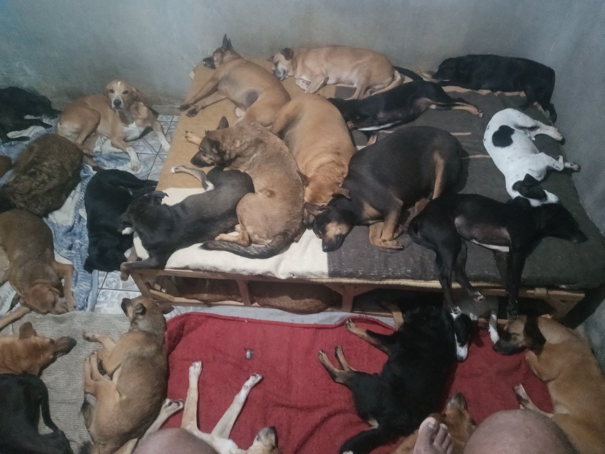 🏠Lar Dos Au-Au🐾🐶90 Cãezinhos tweet media