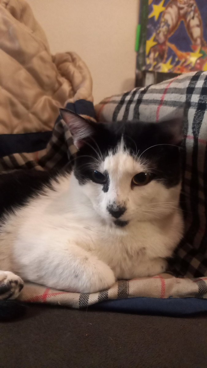 EntropiaLive tweet media