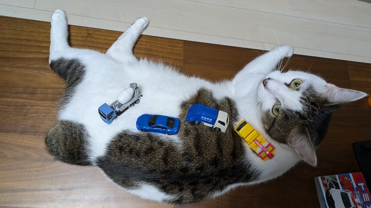 Neko_Ron's tweet photo. 久しぶりに🫡
猫の上にトミカ乗せる
#ねことトミカ https://t.co/6IONaBrpse