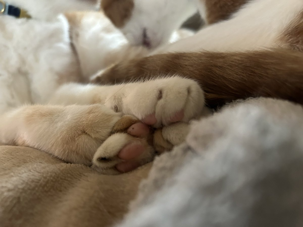 05kh10's tweet photo. 仲良し
 #猫のいる暮らし　#猫 https://t.co/YD0Jsh7Uoy