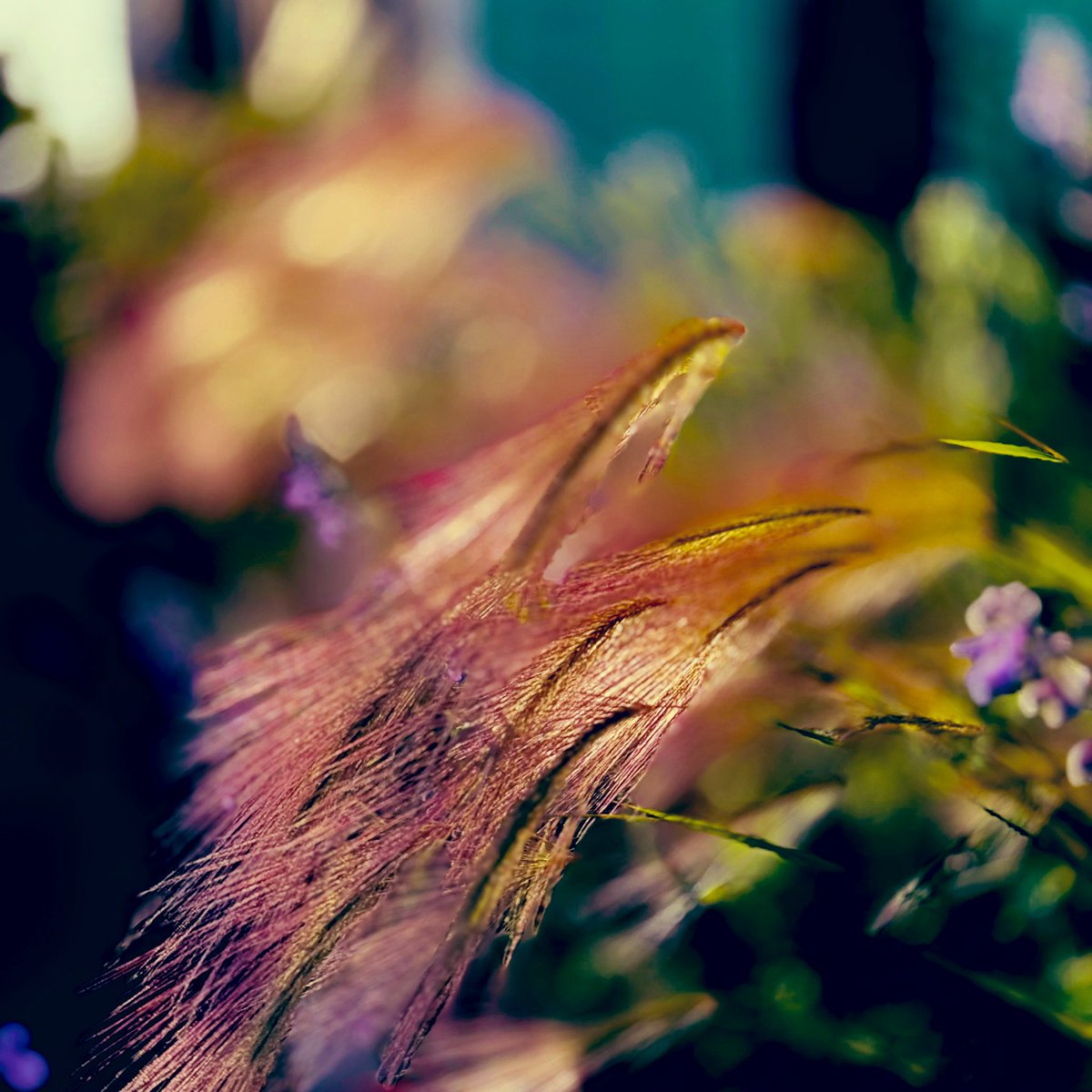 それは
夜々を紡ぐ
夏の終わりの
宵祭り
静かに嘘は
漂いながら
左の掌に
舞い降りて
詩の星座を
ゆらりゆらゆら

弧にしなり
何を描くか細き腕
香りを藍に染めるよに
うつろう季節の
舞踊り
ゆらりとゆれた八月の…