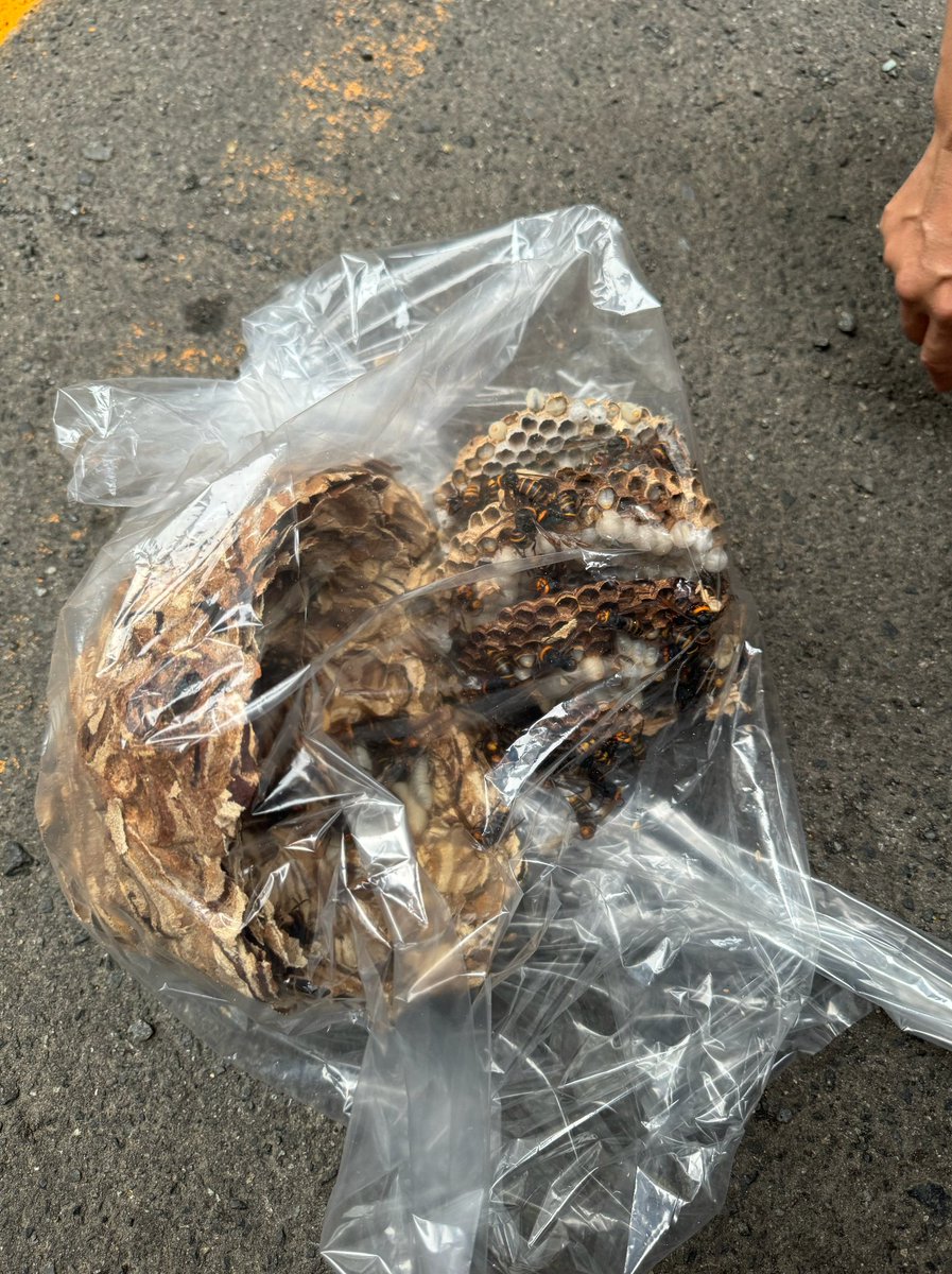 BAKAONNA_JP's tweet photo. ネットで検索してスズメバチ駆除の依頼の電話したら15分で来て30分後には駆除終わっててすごかった https://t.co/tKCJGPNosl