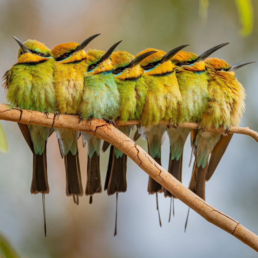 When you and your besties are inseparable ♥️

📸Rainbow Bee-eaters by Gary Meredith (Via BirdLife Australia Photography Awards)

#RainbowBeeeater #BirdLifeAustralia #BirdLifeOz #Birds #Nature #Besties #Australia #WildlifePhotography
