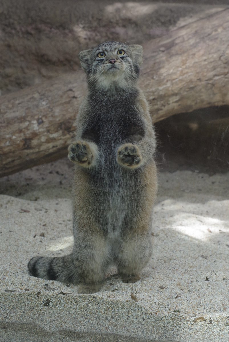 本日8/31(土)は通常開園しております。
皆様のご来園をお待ちしております♪