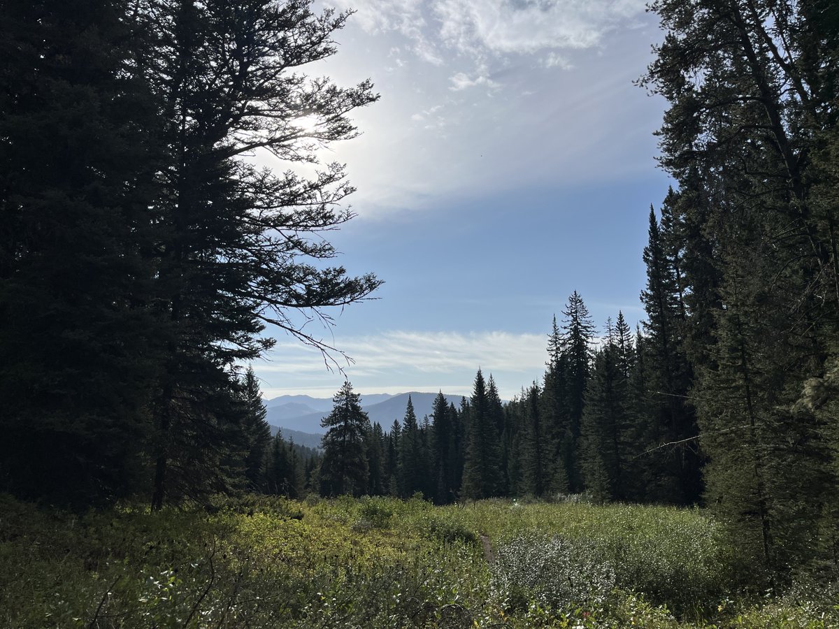 lmjacks2's tweet photo. August 24, 2024 — Cinnamon Creek

we wanted to do an 8 mile round trip hike to the peak but turned around after about 2 miles because of pretty fresh grizzly tracks in mud. had a nice time regardless, and will be doing something more adventurous tomorrow! https://t.co/oWdVxo74VT