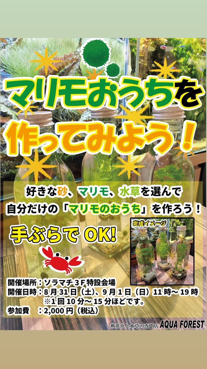 aquaforest_'s tweet photo. 前回大好評だった"マリモおうち作り！！
本日と9.1(日)の2日間限定で開催されます！！
またマリモのおうちをいっしょに作りましょう！！

ぜひご来店お待ちしております！ https://t.co/603M6Z55UY