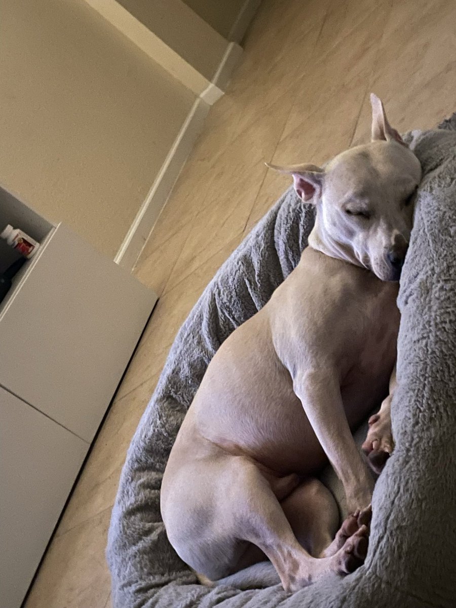 Siempre 💙🐶🪽