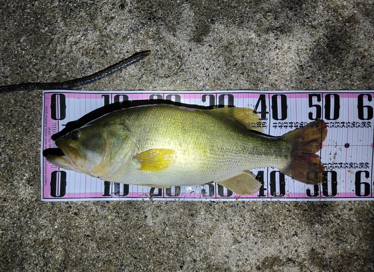 51cm/2350g
8月の投稿できてなかった魚🫠

今月はほぼキンクー縛りで
トータル12B9F
50up×5、40up×4