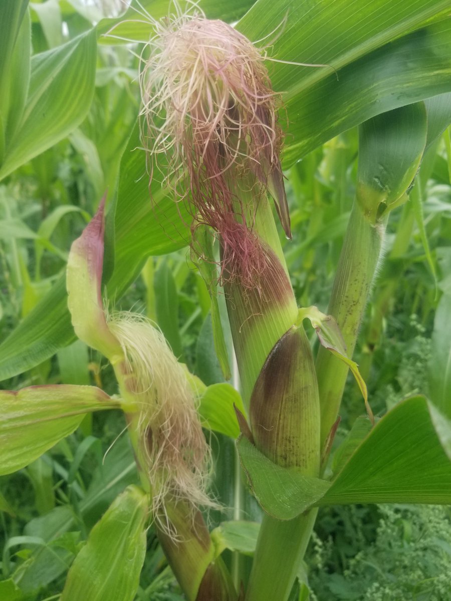 Son, the elder, took a snap of me in the open pollinated corn. Gotta be over 7 ft? Cobs coming, many with doubles.