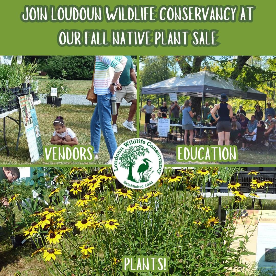 Just one week away!🌱🌱

Loudoun Wildlife Conservancy's Fall Native Plant Sale returns to Morven Park in just one week, September 7th.

Native plant class starts at 11:00 am.

loudounwildlife.org/event/fall-nat…
