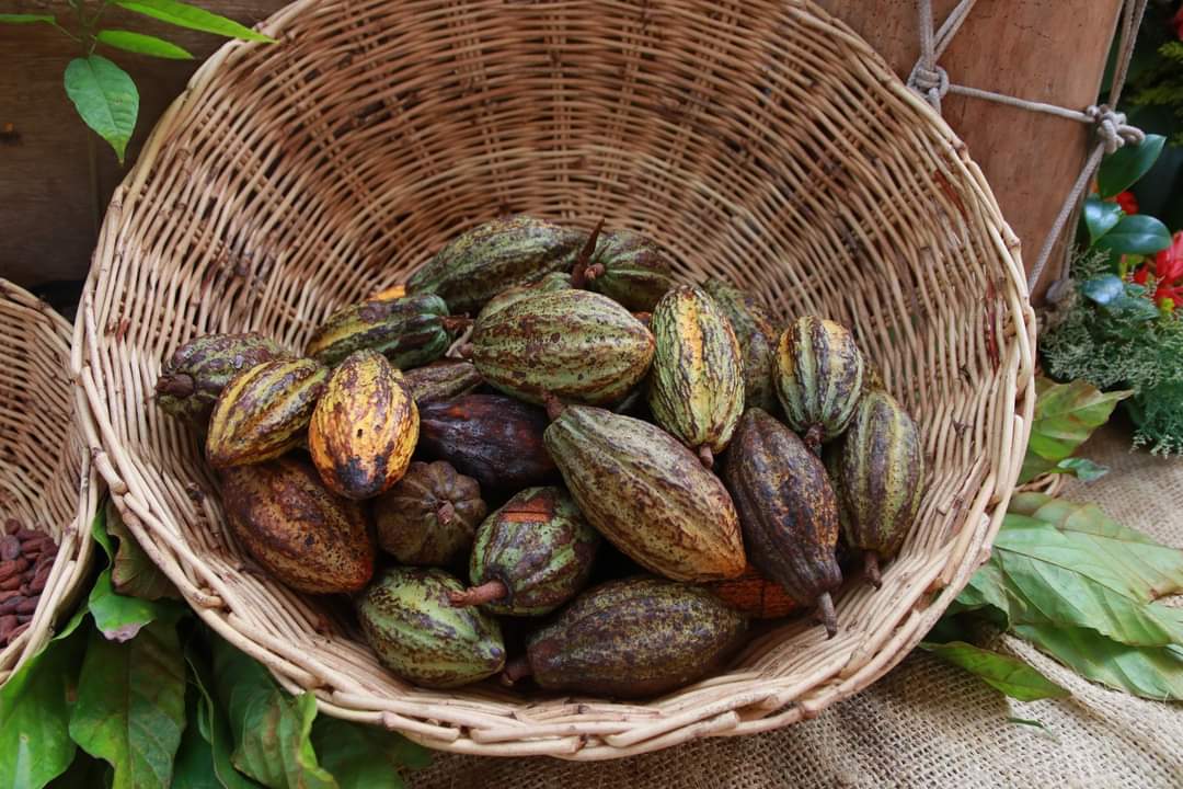 ImpactoGlobalmx's tweet photo. Inicia la Feria Nacional de Cacao y Chocolate #Comalcalco 2024, que durante tres días ofrecerá al público  diversidad de olores, sabores, la magia y creatividad de cacaoteros y chocolateros con actividades como catas y eventos gratis, cultura y deliciosa gastronomía. https://t.co/5uP2k6tPLZ
