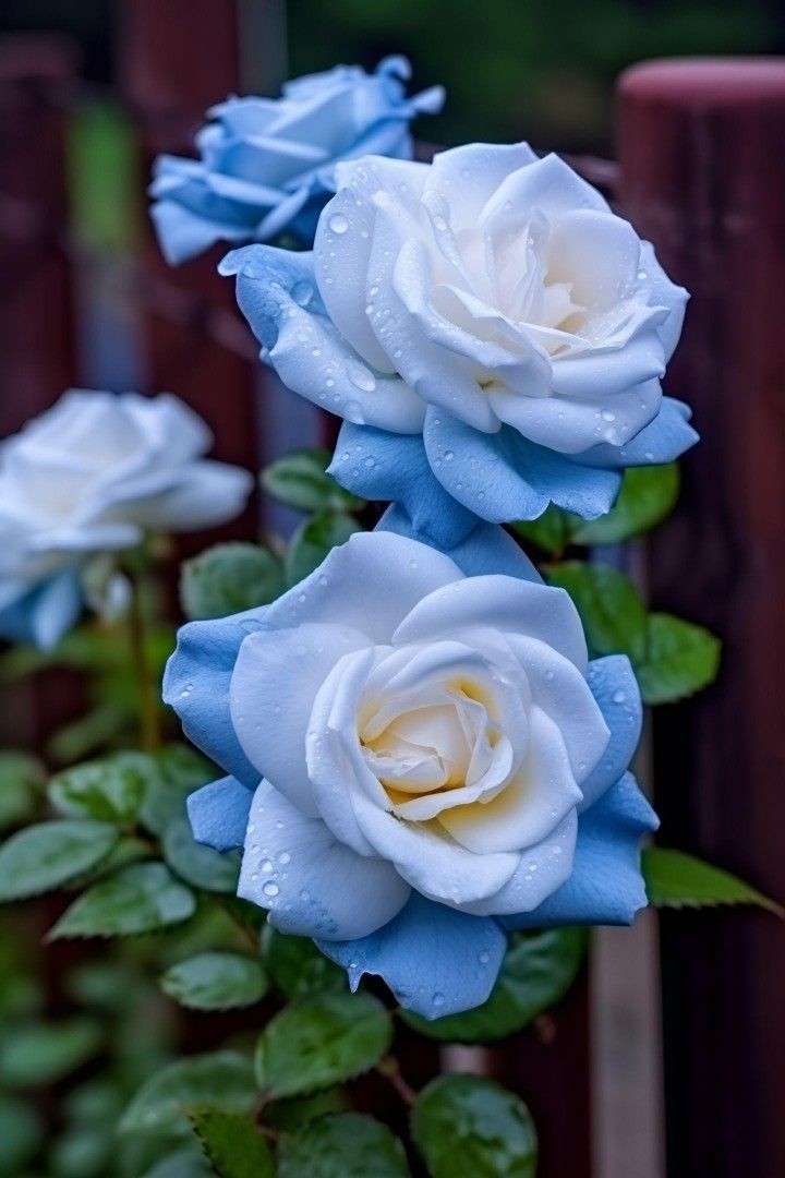 May your day wrap you in a blanket of peace, sprinkle comfort in your moments, fill your heart with joy , your spirit and shower gratitude for the beautiful of today

Have a relaxing day X friend 💫🩵