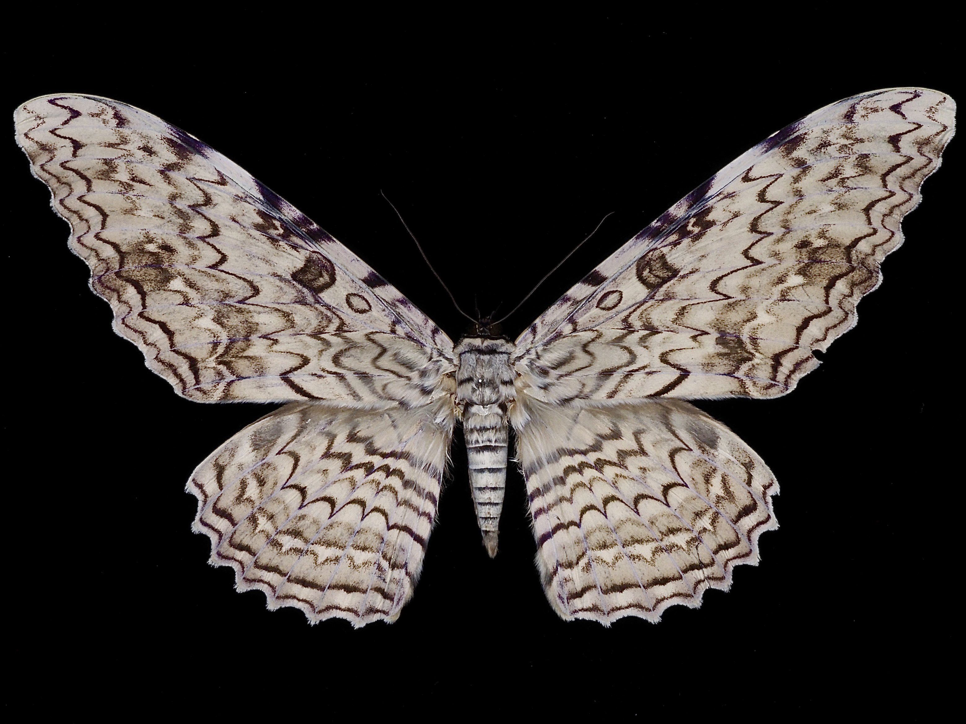 大型ナンベイオオヤガ 世界最大のヤガ＞エレブスオオヤガ（ナンベイオオヤガ）：White