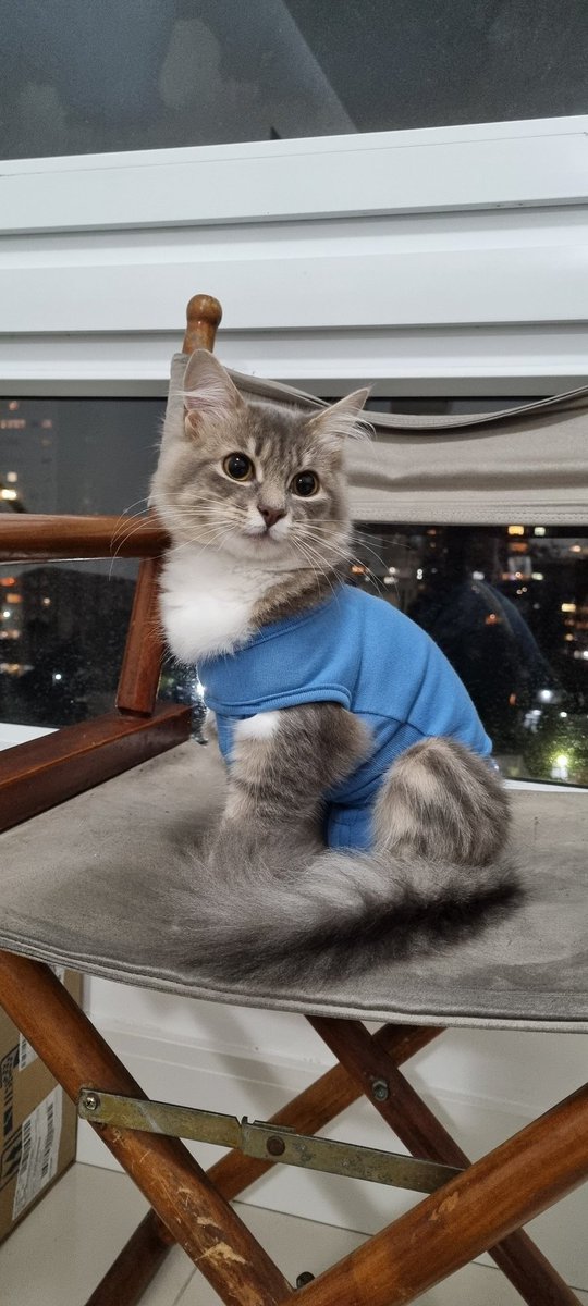 xuxozineo's tweet photo. @gatinarios Gatinha mais charmosa https://t.co/JXOB2gT8b1