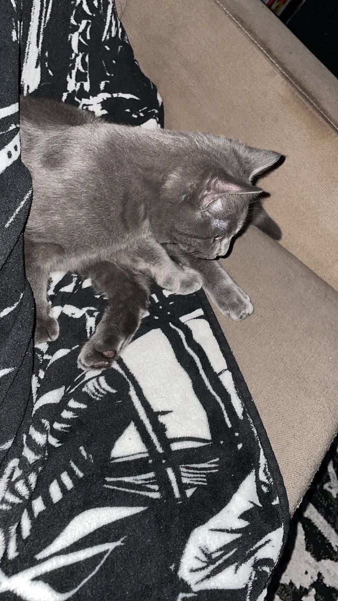 goateeth's tweet photo. @MrOPOblivious Him currently for anyone curious about my velcro baby 💕 https://t.co/xn2Fra30v7