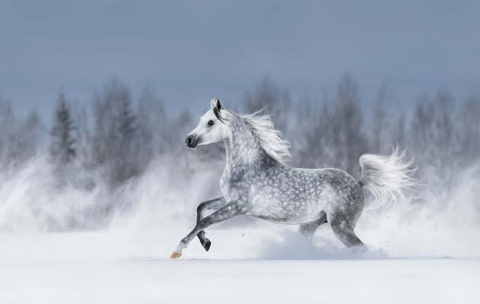 TheForgotthings's tweet photo. Top 19 Major historical and biological HORSE breeds from around the world. 

From the majestic Arabian to the powerful Clydesdale, each breed tells a unique story of heritage, strength, and grace.

🧵A Thread 🧵

1. The Arabian Horse

Arabians usually have dense, strong bone, and good hoof walls. They are especially noted for their endurance, and the superiority of the breed in endurance riding competition demonstrates that well-bred Arabians are strong, sound horses with superior stamina.

The Arabian breed is a compact, relatively small horse with a small head, protruding eyes, wide nostrils, marked withers, and a short back. It usually has only 23 vertebrae, while 24 is the usual number for other breeds.