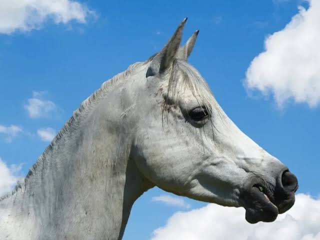 TheForgotthings's tweet photo. Top 19 Major historical and biological HORSE breeds from around the world. 

From the majestic Arabian to the powerful Clydesdale, each breed tells a unique story of heritage, strength, and grace.

🧵A Thread 🧵

1. The Arabian Horse

Arabians usually have dense, strong bone, and good hoof walls. They are especially noted for their endurance, and the superiority of the breed in endurance riding competition demonstrates that well-bred Arabians are strong, sound horses with superior stamina.

The Arabian breed is a compact, relatively small horse with a small head, protruding eyes, wide nostrils, marked withers, and a short back. It usually has only 23 vertebrae, while 24 is the usual number for other breeds.
