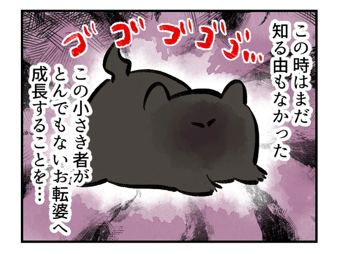 livedoorブログで再掲してる #この家の主は僕 がちょうどスイちゃんが我が家に来た頃なのでこちらにも再掲【0】 