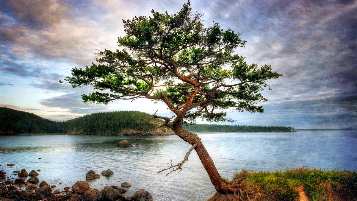 memeshowlive's tweet image. Your world will change according to your feeling. The higher you go in feeling good. The tree will become more and more beautiful. Little rocks will appear as jewels. #wisdom #bliss #infinity