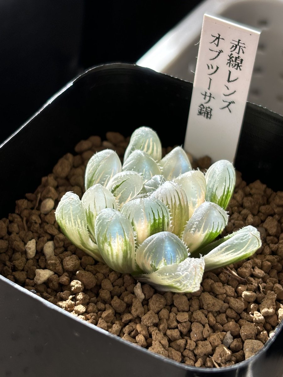 多肉植物/ハオルチア】Haworthia ☆白赤線オブツーサ錦 ハオルチア 白