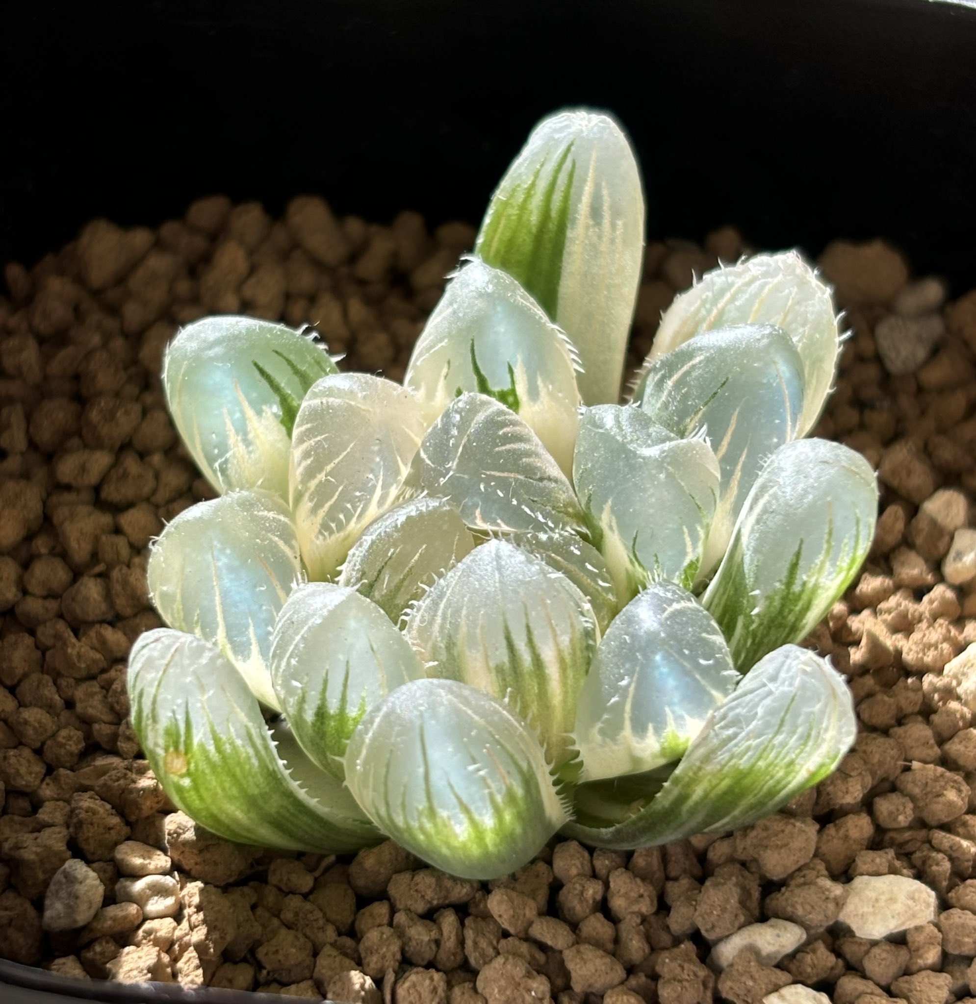 ハオルチア⭐️大窓赤線オブツーサ錦⭐️ 極美苗　美品　発根済み。 多肉植物 ハオルチア 大窓赤線オブツーサ錦 極上株｜Yahoo