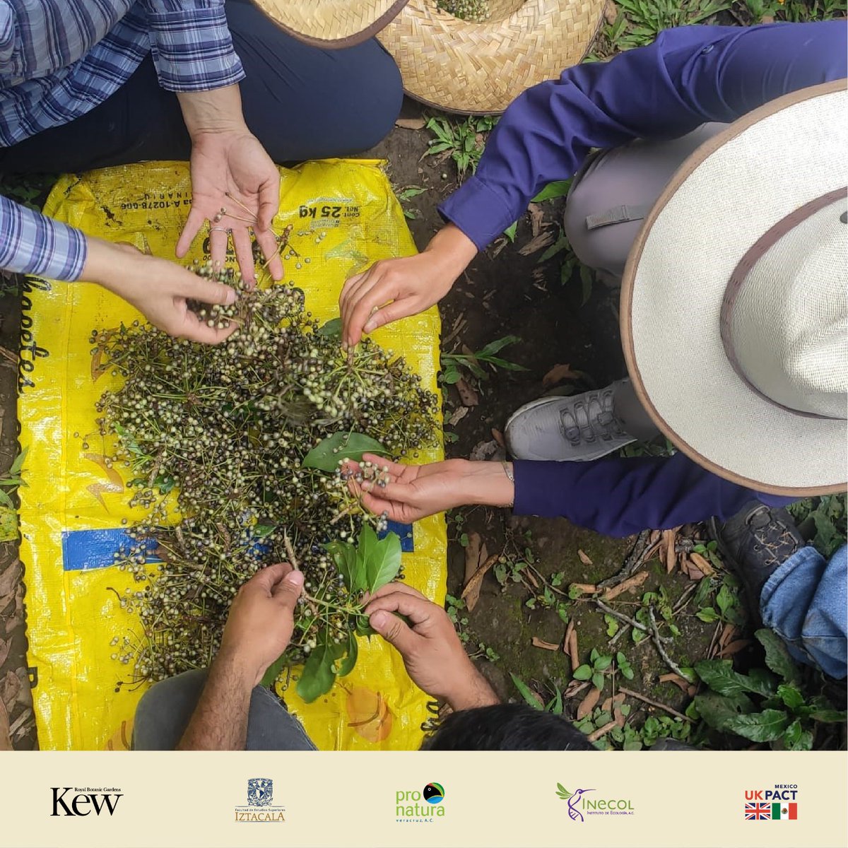 y de las alianzas estratégicas que construyen para la venta e importación de café a Europa.

¡Tú también puedes ser parte del Proyecto de Captura de Carbono en Cafetales Bajo Sombra y descargar el manual aquí!: bit.ly/3yrsGMK