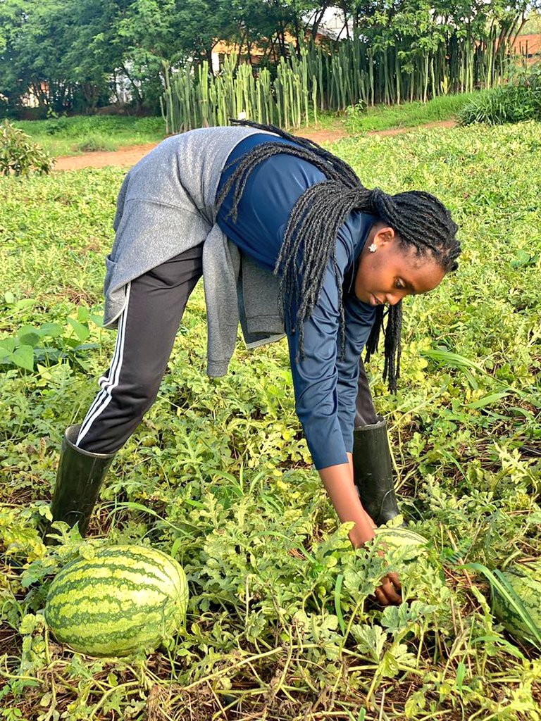 Obed_Ishimwe1's tweet photo. Fruitful and restful weekend to y'all women engaged in agriculture. Your efforts are motivation and inspiration to others. Keep it up to #feedthecommunity
#servethecommunity
#WomenInAgriculture
#Realfarmer https://t.co/MEW5uFkAmJ
