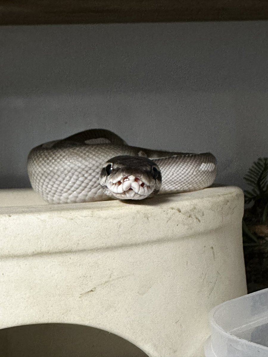 ﾅｰﾆﾐﾃﾝﾀﾞﾖ
 #ボールパイソン