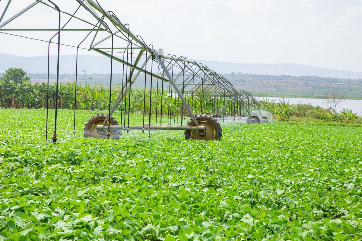Agrinsiderhq's tweet photo. Nasho is a 54 million USD investment and is the largest center pivot irrigation system in Rwanda.

The Nasho irrigation system comprises 63 central pivots, covering an area of ​​1173 hectares.

It serves 2099 smallholder farmers and includes a 3.3-megawatt solar power plant to power the irrigation system, along with a 2.4 MW battery storage system.

Come and invest in the agriculture of Rwanda.

#AFSForum2024