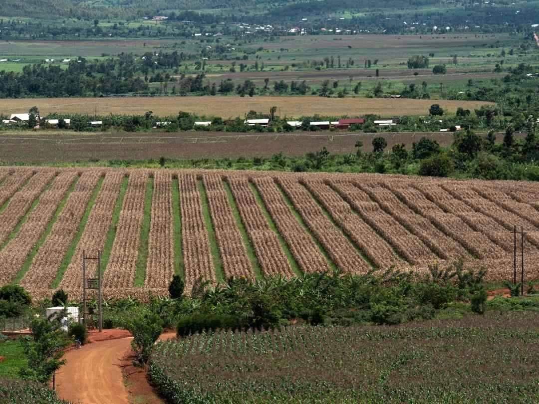 Agrinsiderhq's tweet photo. Nasho is a 54 million USD investment and is the largest center pivot irrigation system in Rwanda.

The Nasho irrigation system comprises 63 central pivots, covering an area of ​​1173 hectares.

It serves 2099 smallholder farmers and includes a 3.3-megawatt solar power plant to power the irrigation system, along with a 2.4 MW battery storage system.

Come and invest in the agriculture of Rwanda.

#AFSForum2024