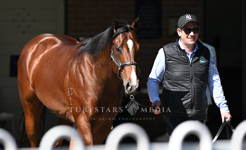 TURFSTARS Media tweet media