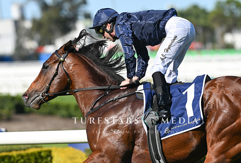 TURFSTARS Media tweet media