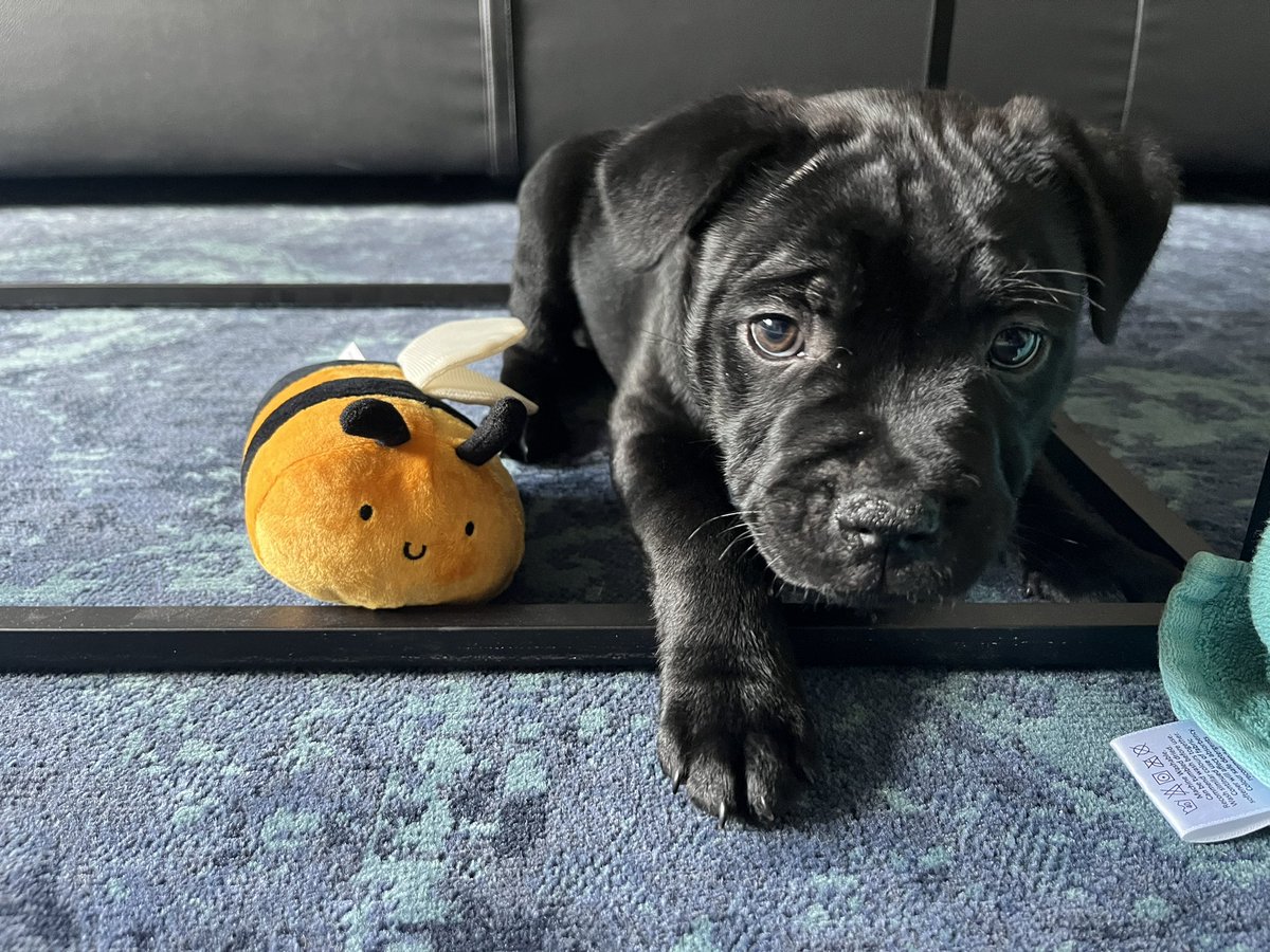 Sc0tMac's tweet photo. Say hello to beanbag 👋 https://t.co/7RW0YI7rRC