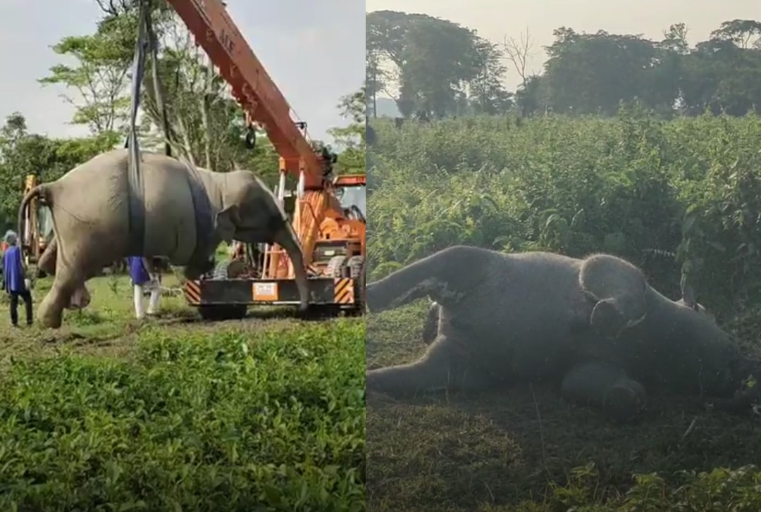 Shar_an154's tweet image. Death of Two Adult Elephants Raises Concern Over the Safety of Wildlife in Dooars

Read here 👇 lankaparatimess.blogspot.com/2024/08/death-…

#dooars #kalchini #wildlife #lankaparatimes #alipurduardistrict #elephant