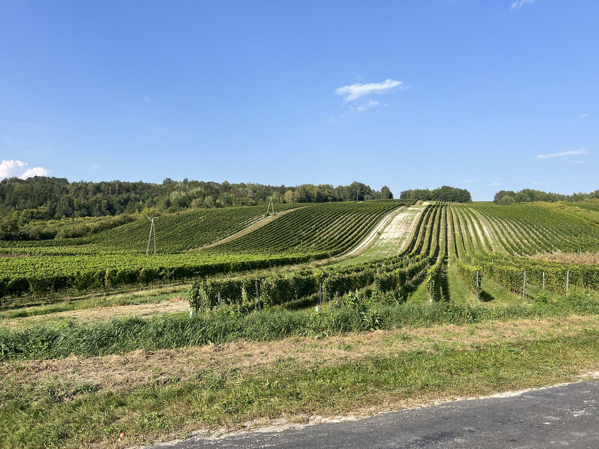 It’s the earliest ever harvest in Poland, 27 August for Blaufränkisch. 
I tasted my 1st Polish wine in 2001 and it was “interesting.”
Now we have a world-class winery where <a href="/kbarczentewicz/">Kamil Barczentewicz</a> makes cutting-edge cool-climate Pinot Noir, Blanc and Chardonnay. What a journey.