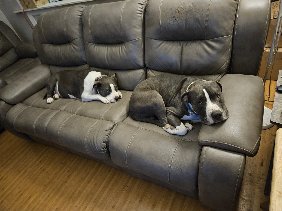 BDog21211's tweet image. Easy to lose my seat during #TheLastDriveIn #NightmareAThon  Zoey the Pretty Pittie Princess has been next to me for awhile but Thor jumped right in my spot &amp;amp; looked cute #FadetoBlack @kinky_horror @therealjoebob @TheMutantFam @badtechno