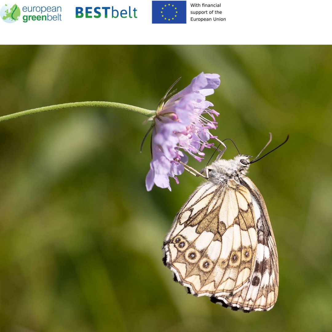 ReteItalia_EGB's tweet photo. Pollinators et al. 
Val di Musi meadows in bloom, Lusevera,  restored with EU funds through BESTbelt project 22-24.
These beautiful pics were taken by Marco Basso.
#europeangreenbelt #reteitalianaegb #bestbeltproject #eu_env #eufunded #parconaturaleprealpigiulie #friuli https://t.co/B17OzLFRs5