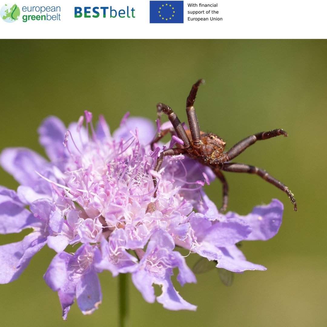 ReteItalia_EGB's tweet photo. Pollinators et al. 
Val di Musi meadows in bloom, Lusevera,  restored with EU funds through BESTbelt project 22-24.
These beautiful pics were taken by Marco Basso.
#europeangreenbelt #reteitalianaegb #bestbeltproject #eu_env #eufunded #parconaturaleprealpigiulie #friuli https://t.co/B17OzLFRs5