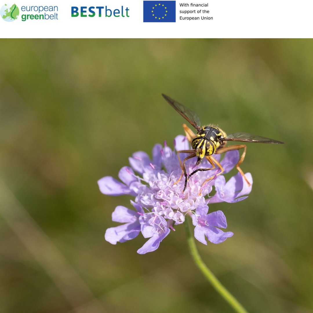 Pollinators et al. 
Val di Musi meadows in bloom, Lusevera,  restored with EU funds through BESTbelt project 22-24.
These beautiful pics were taken by Marco Basso.
#europeangreenbelt #reteitalianaegb #bestbeltproject #eu_env #eufunded #parconaturaleprealpigiulie #friuli