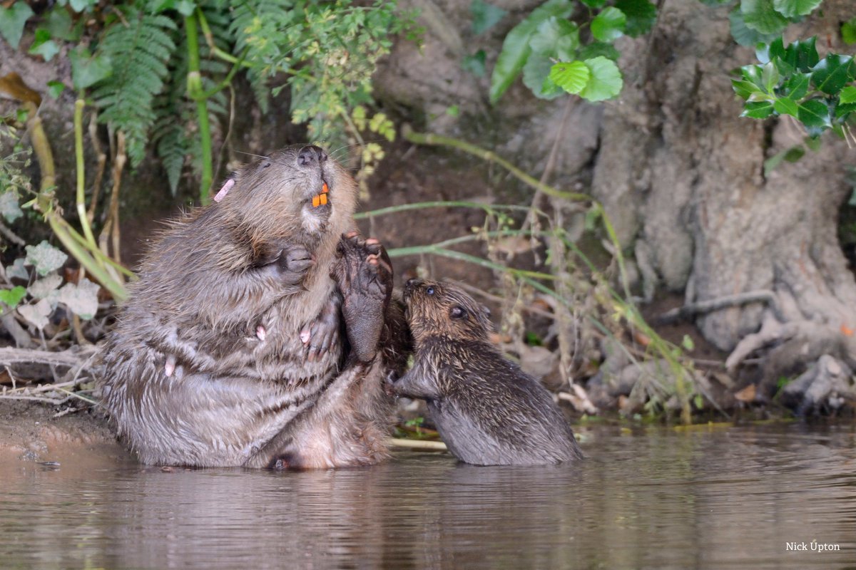 Beavers have so many hidden talents! They can... 

💧 Improve water quality 
💧 Stabilise water flow 
💧 Give a huge boost to habitats in crisis 

Let’s bring back this amazing keystone species, find out more 💚👉