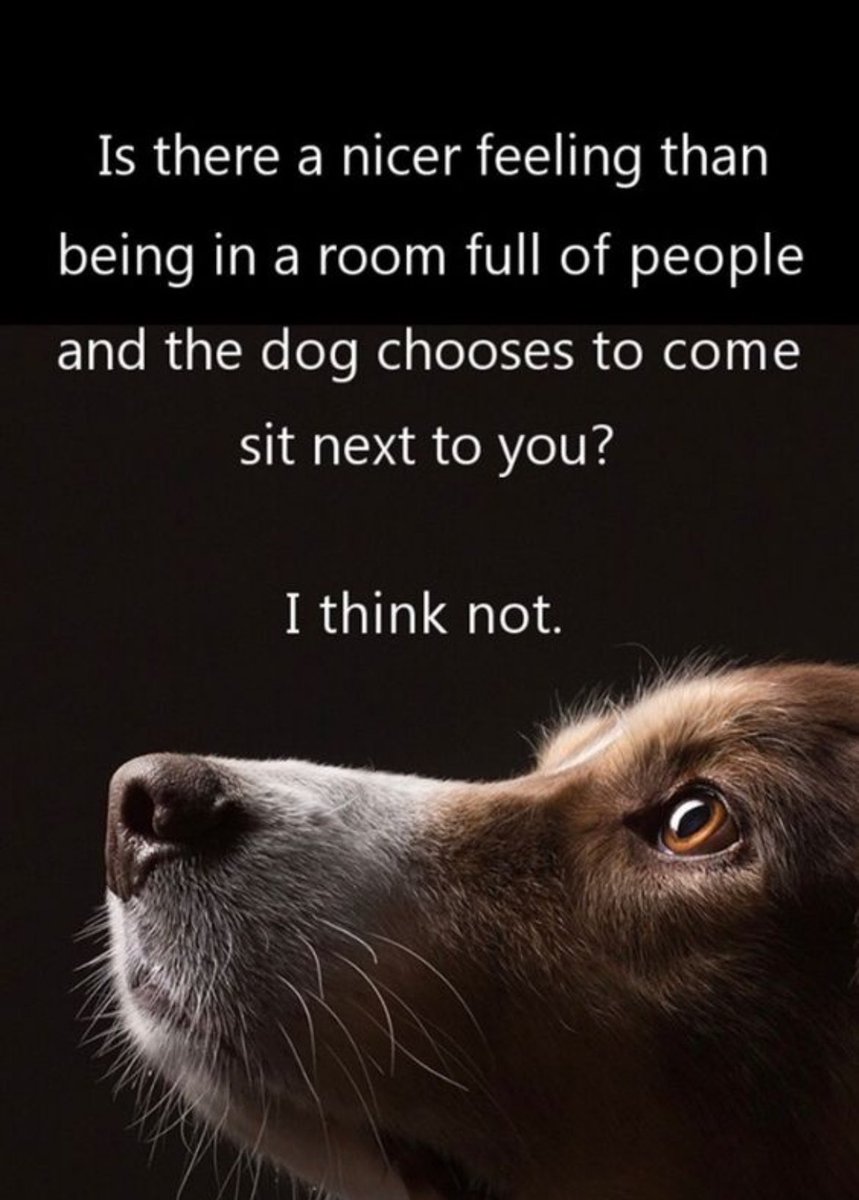So True 👇👇🐕🐕❤️❤️