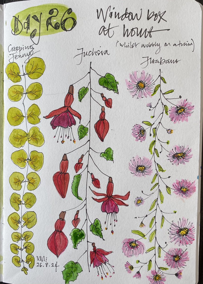 A linear stylised design based on the plants in my summer window boxes - Creeping Jenny, Fuchsia and Erigeron. I may try adapting these to hand-paint on calico #drawingaugust