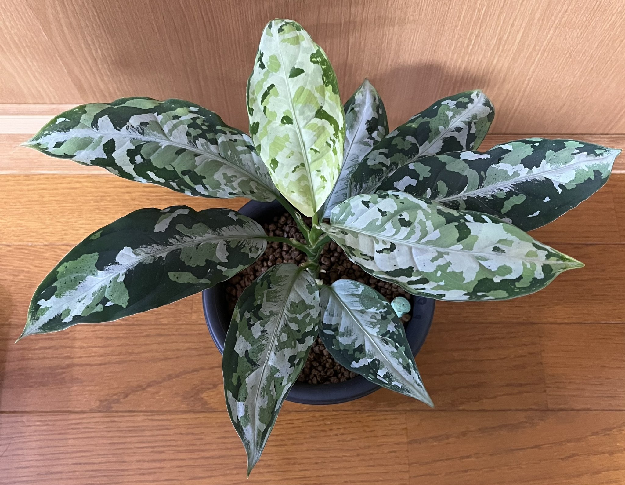 LA便 Aglaonema pictum tricolor [LA0514-4T] アグラオネマ