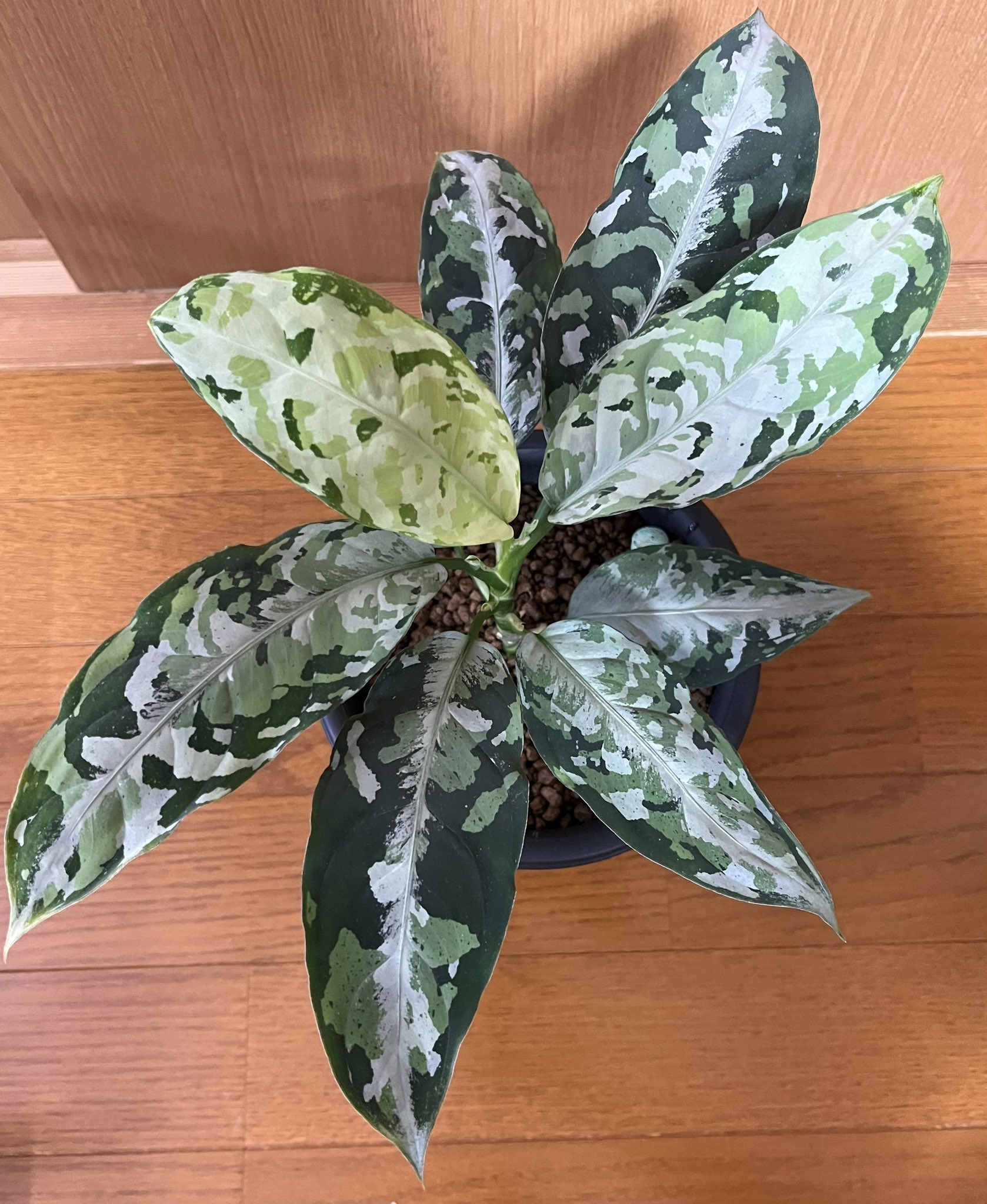 LA便ネームド株 Aglaonema Pictum'' 柳緑花紅''【LA0913-1ss】