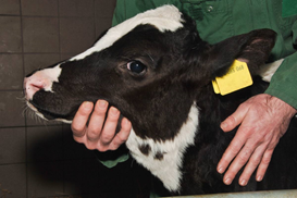 Four simple steps to help manage calf coccidiosis at grass: 
• Avoid overstocking and stress 
• Keep youngstock in tight age groups  
• Keep feed and water troughs clean 
•  Draw on your farm history and speak to your vet about appropriate treatments 
#Dairy365 #FarmingUK