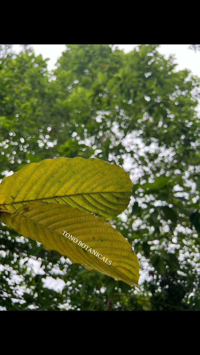 Tono_botanicals tweet media