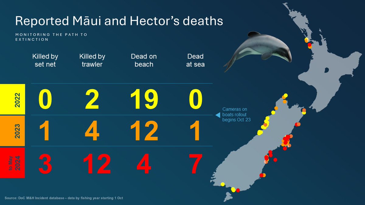 Cameras on fishing boats tell an interesting story.  12 trawl deaths so far this fishing year (from Oct) compared with 4 last year and 2 before that.
The truth is clear - too many Hector's being killed by the fishing industry. Luxon's govt must act to stop it
#protecthectors