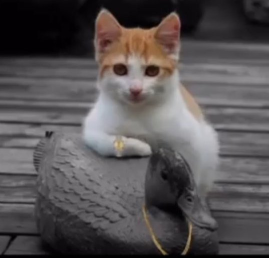 JP13 XD🇨🇱 tweet media