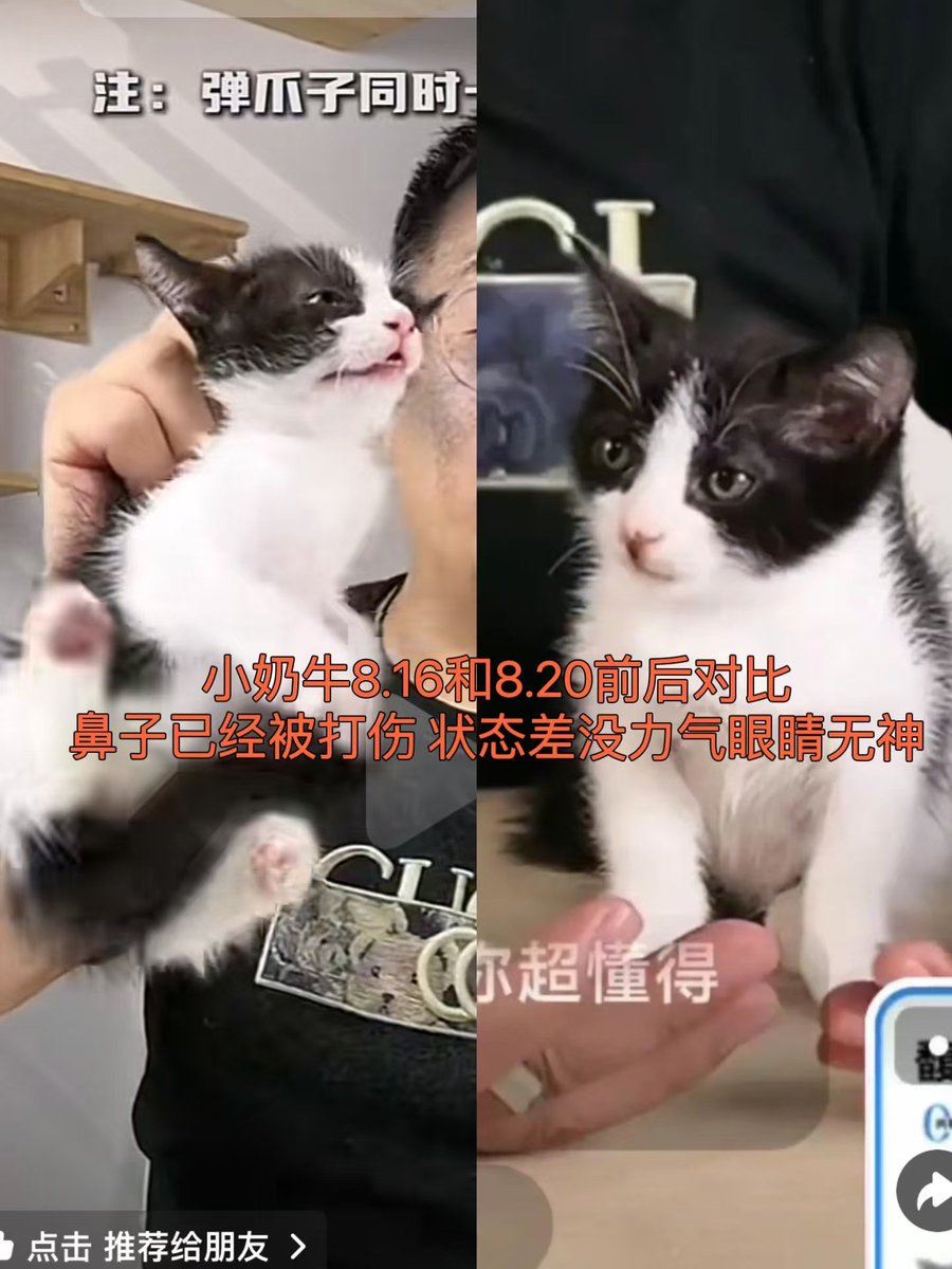 luckyding007's tweet photo. @felineguardians Chinese Tiktok anchor 猫小哦 abused cats under the guise of "training cats" and abused a cow cat to death.  Chinese animal protectionists reported him but to no avail.  We want to seek help from the world to call for the legislation of animal protection and anti-animal abuse law. https://t.co/eZVPdhVRM2